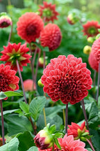 Dahlias Bouquet Sunset – Sachet De 4 Tubercules – Plante D’Extérieur