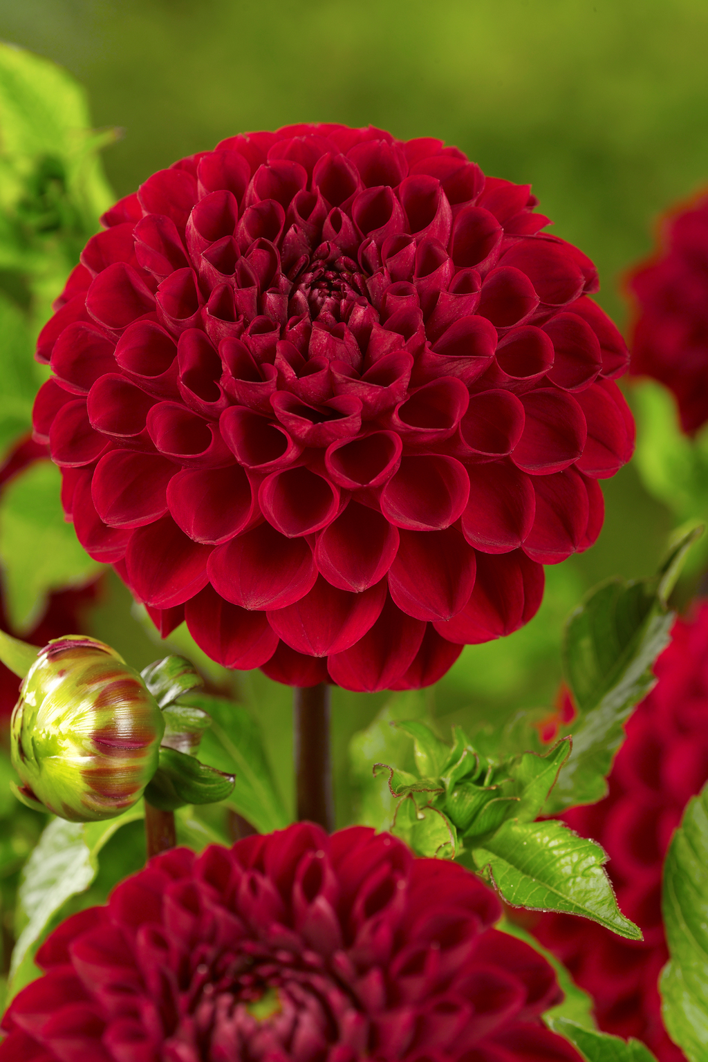 Dahlias Bouquet Sunset – Sachet De 4 Tubercules – Plante D’Extérieur