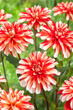 Dahlias Bouquet Sunset – Sachet De 4 Tubercules – Plante D’Extérieur