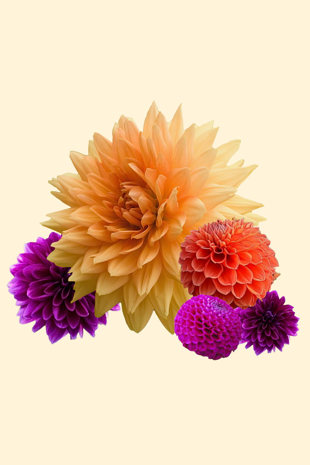 Dahlias Bouquet Sunshine – Sachet De 4 Tubercules – Plante D’Extérieur
