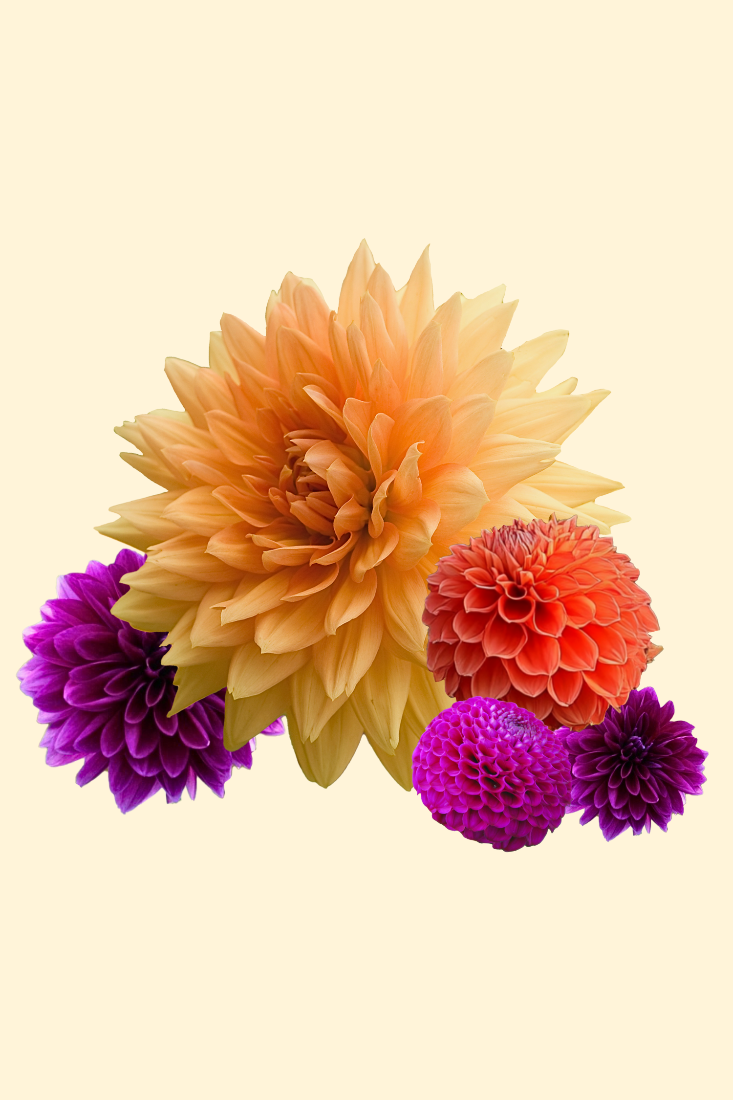 Dahlias Bouquet Sunshine – Sachet De 4 Tubercules – Plante D’Extérieur