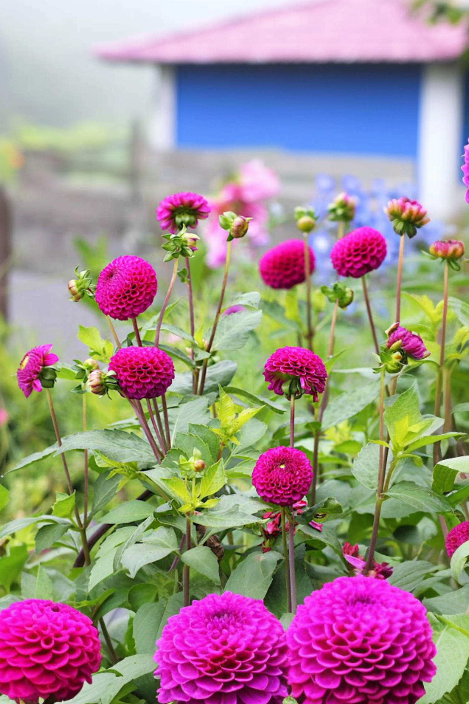 Dahlias Bouquet Sunshine – Sachet De 4 Tubercules – Plante D’Extérieur