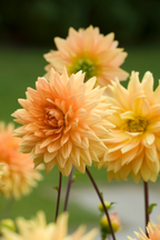 Dahlias Bouquet Sunshine – Sachet De 4 Tubercules – Plante D’Extérieur