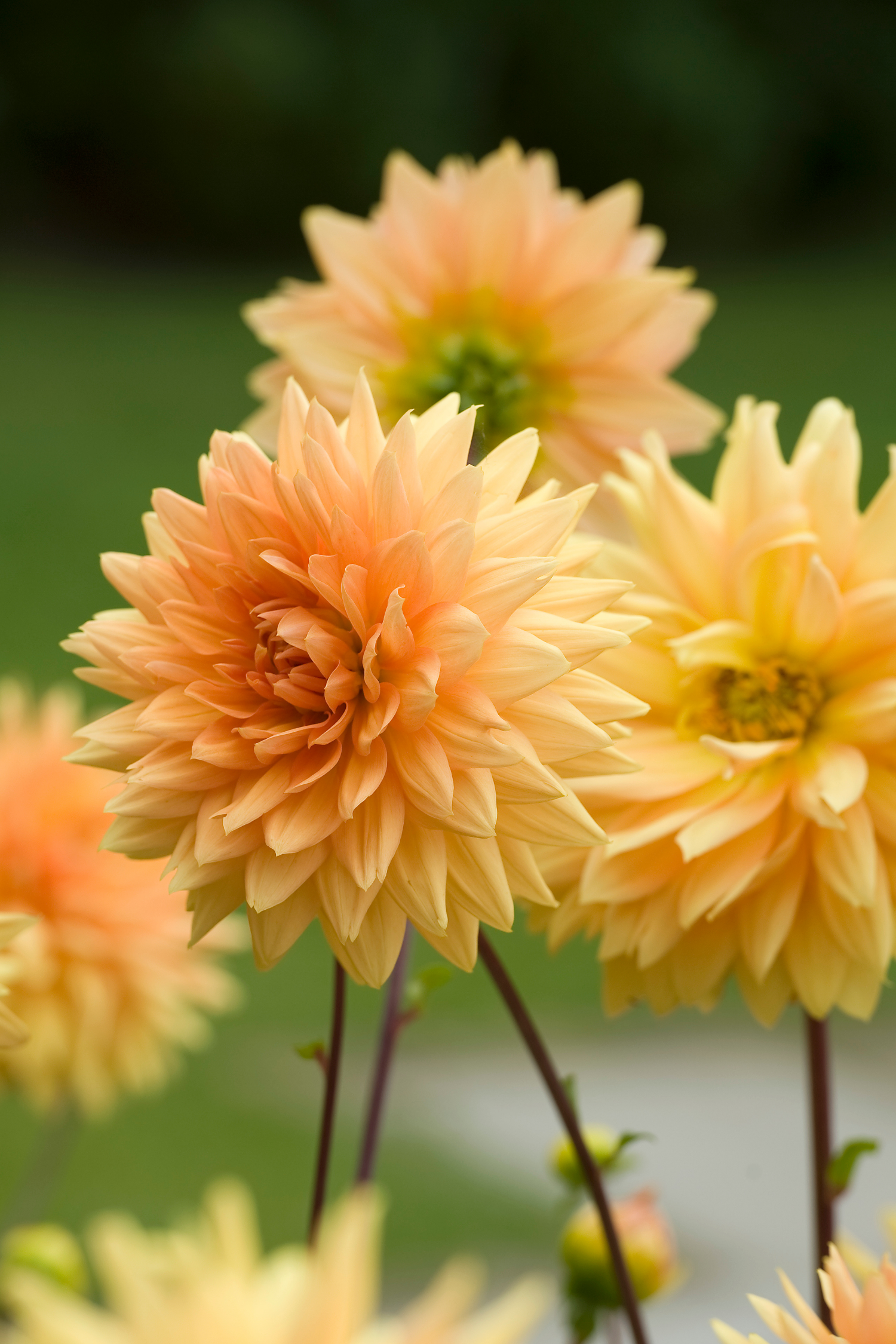 Dahlias Bouquet Sunshine – Sachet De 4 Tubercules – Plante D’Extérieur