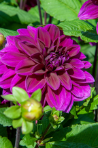Dahlias Bouquet Sunshine – Sachet De 4 Tubercules – Plante D’Extérieur