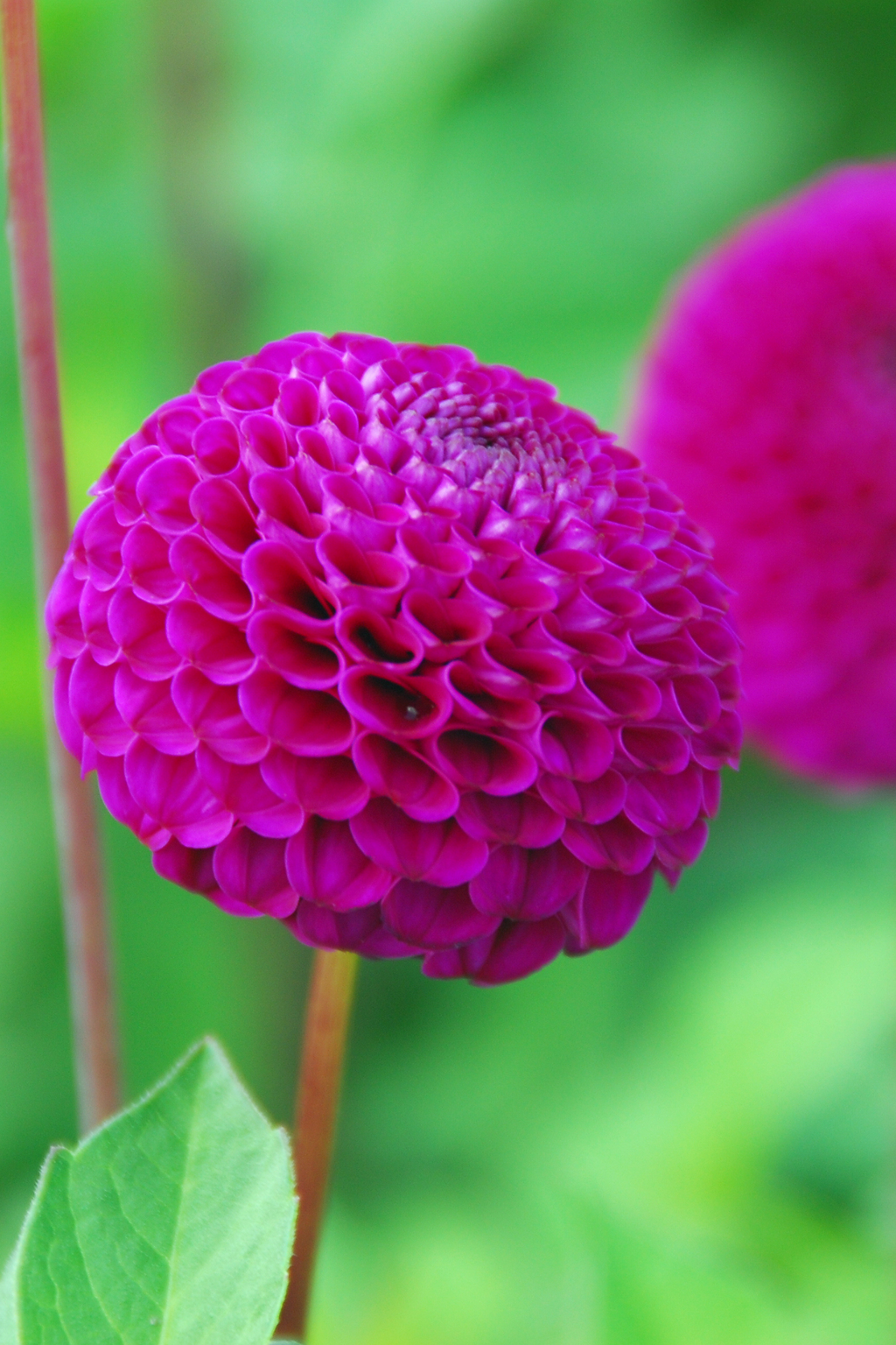 Dahlias Bouquet Sunshine – Sachet De 4 Tubercules – Plante D’Extérieur
