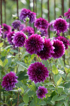 Dahlias Bouquet Sunshine – Sachet De 4 Tubercules – Plante D’Extérieur