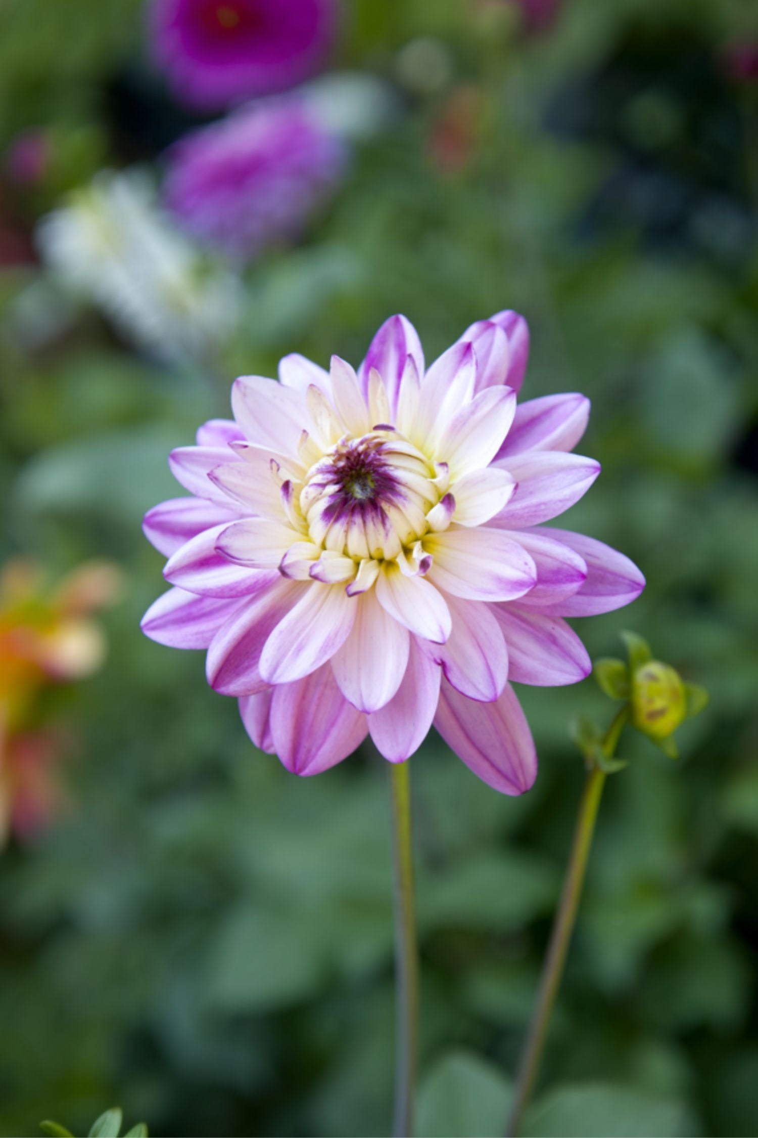 Dahlias Pink Love – Sachet De 4 Tubercules – Plante D’Extérieur