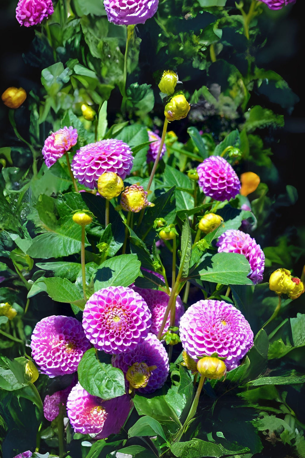 Dahlias Pink Love – Sachet De 4 Tubercules – Plante D’Extérieur