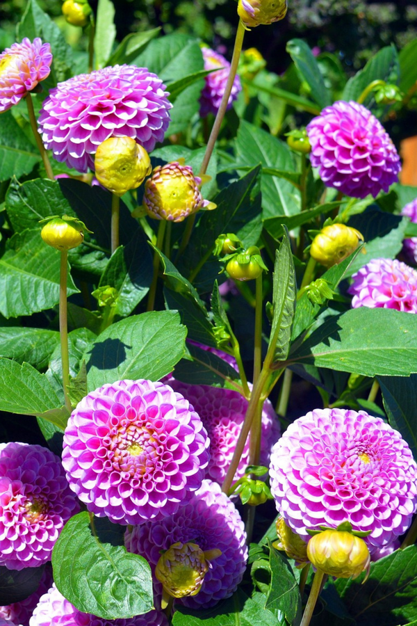 Dahlias Pink Love – Sachet De 4 Tubercules – Plante D’Extérieur