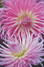 Dahlias Pink Love – Sachet De 4 Tubercules – Plante D’Extérieur