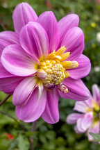 Dahlias Pink Love – Sachet De 4 Tubercules – Plante D’Extérieur
