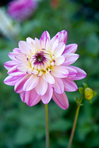 Dahlias Pink Love – Sachet De 4 Tubercules – Plante D’Extérieur