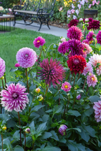 Dahlias Purple Love – Sachet De 4 Tubercules – Plante D’Extérieur