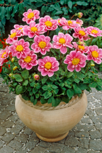 Dahlias Purple Love – Sachet De 4 Tubercules – Plante D’Extérieur