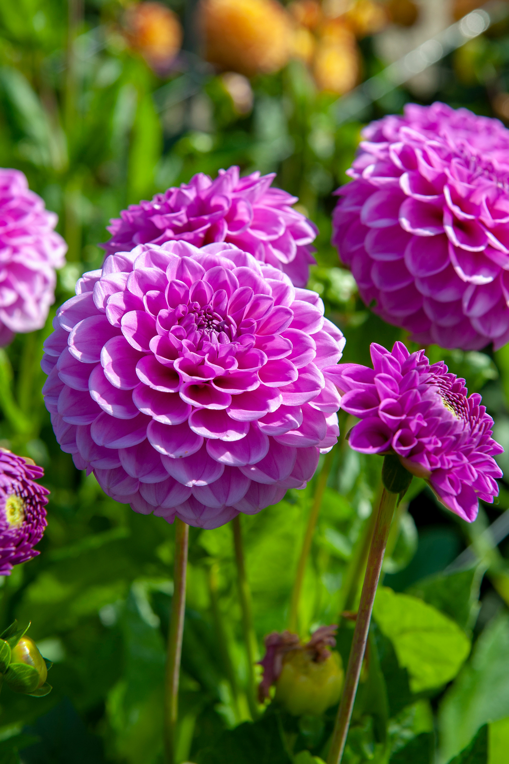 Dahlias Purple Love – Sachet De 4 Tubercules – Plante D’Extérieur