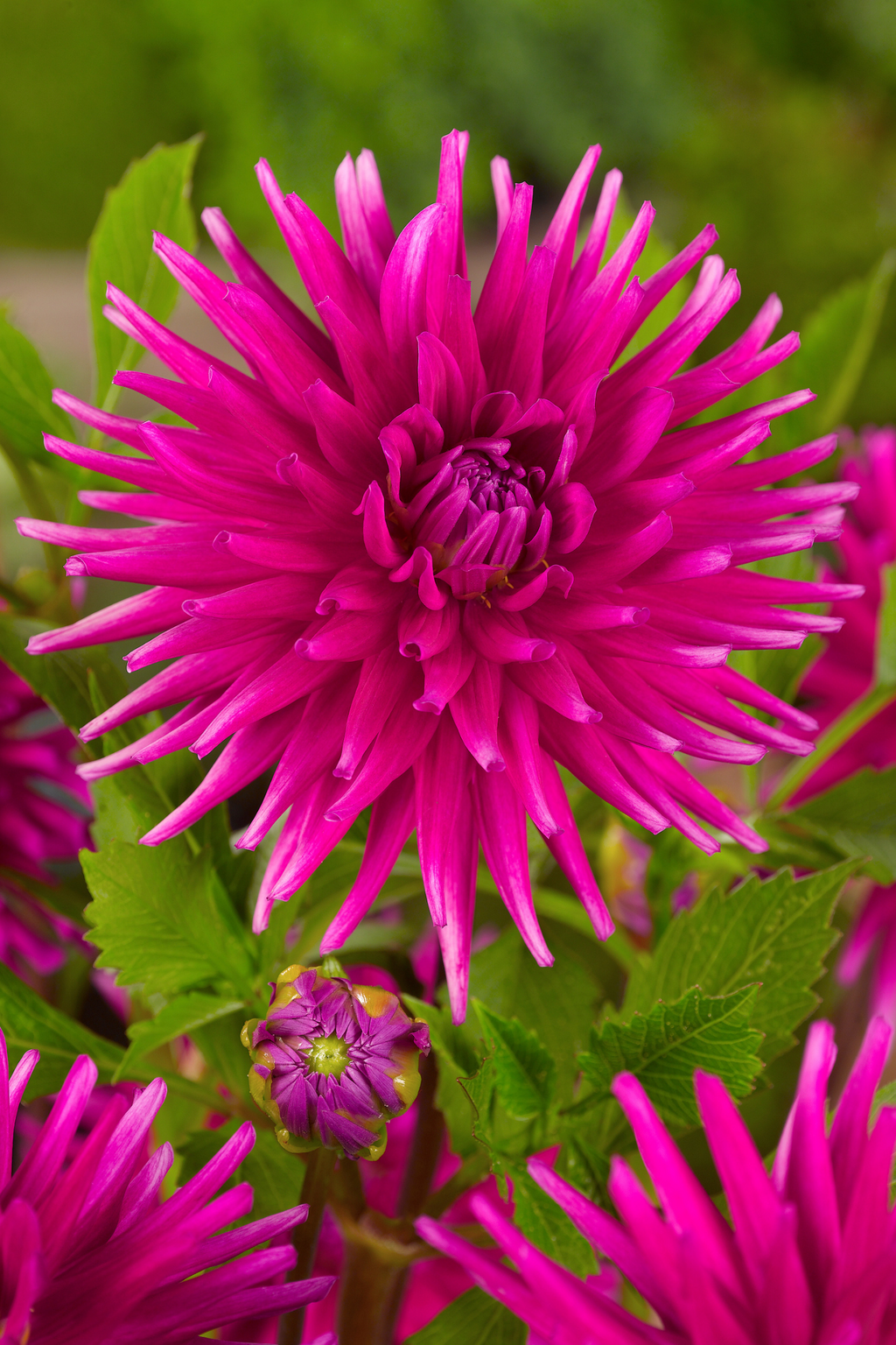 Dahlias Purple Love – Sachet De 4 Tubercules – Plante D’Extérieur