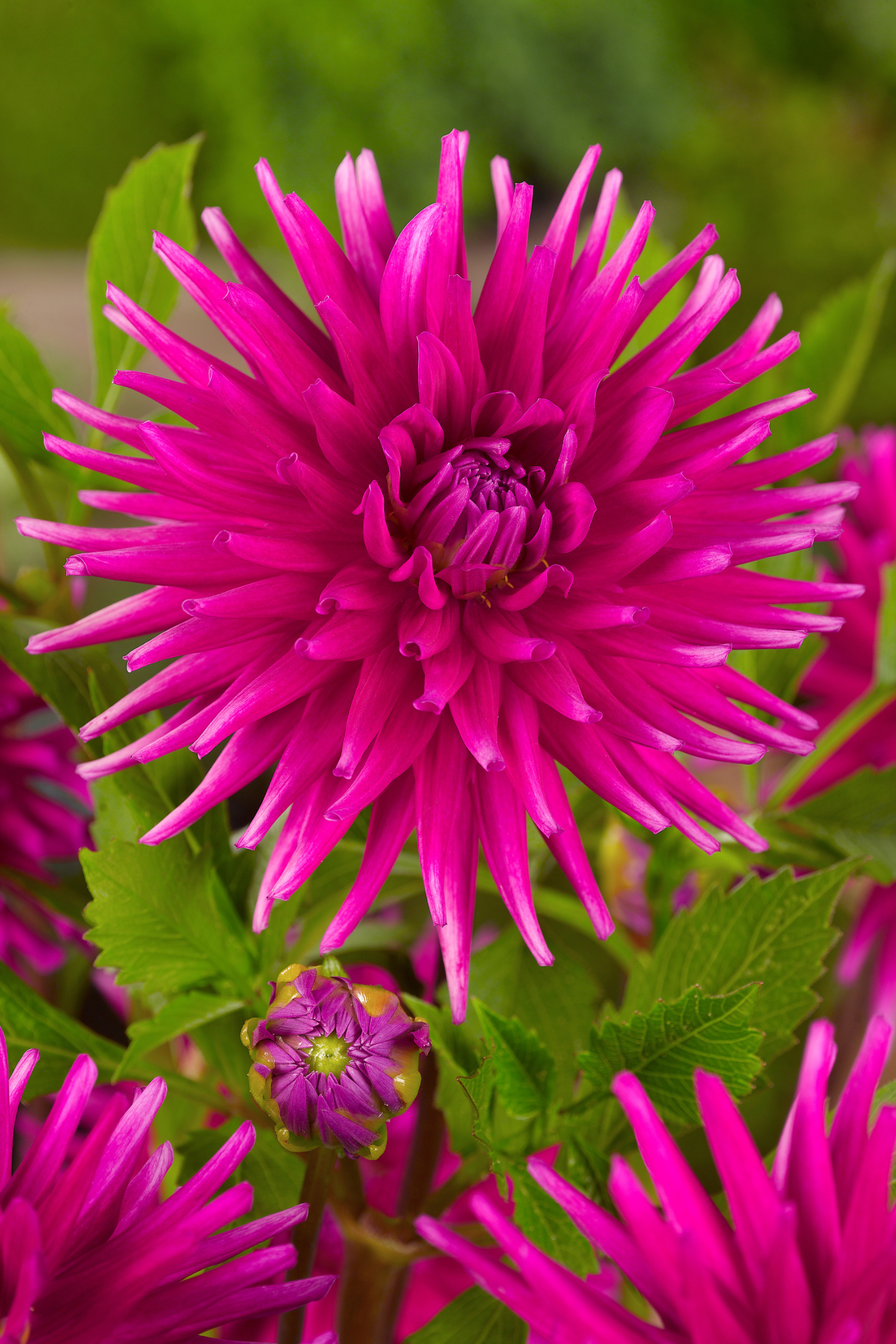Dahlias Purple Love – Sachet De 4 Tubercules – Plante D’Extérieur