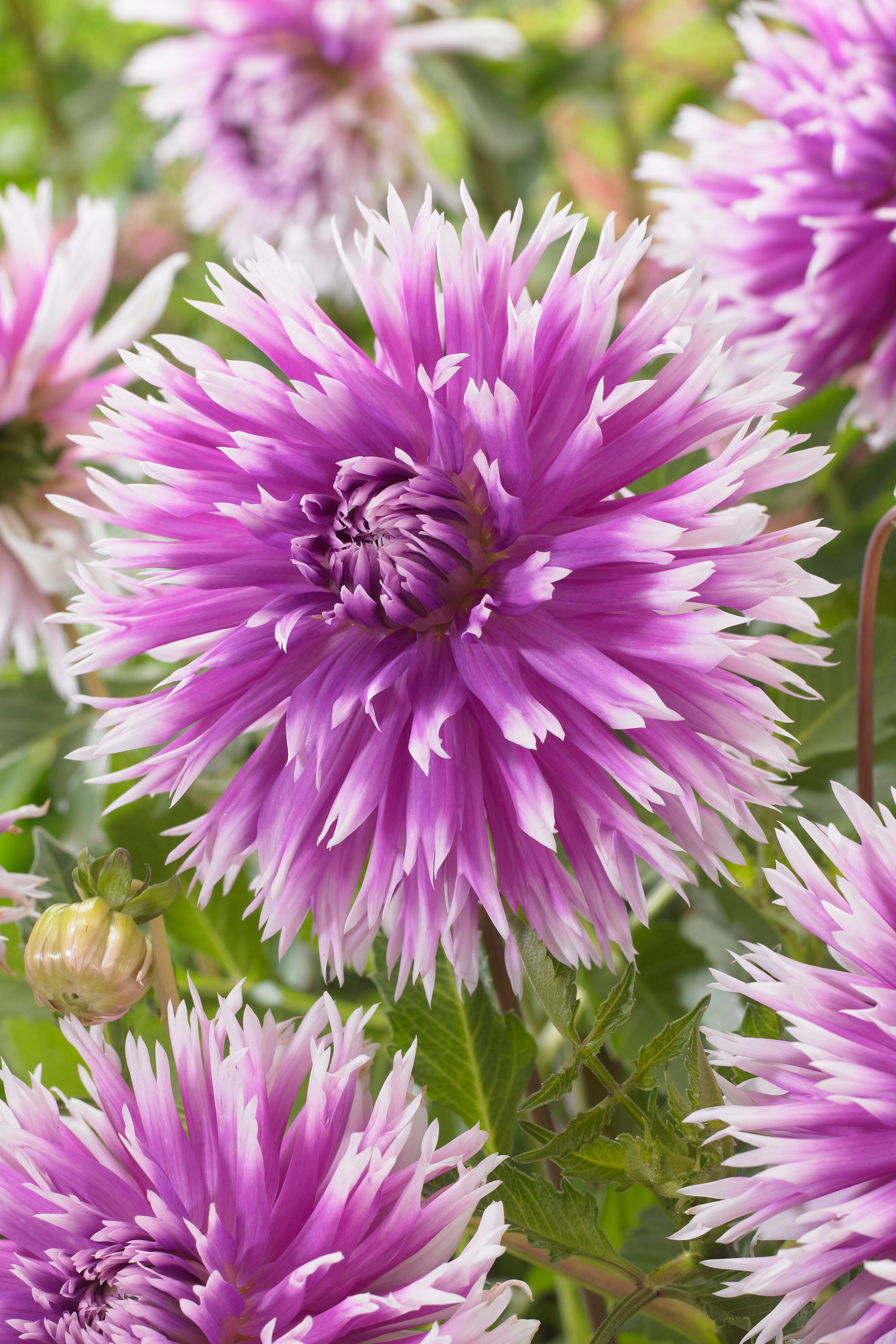 Dahlias Purple Love – Sachet De 4 Tubercules – Plante D’Extérieur