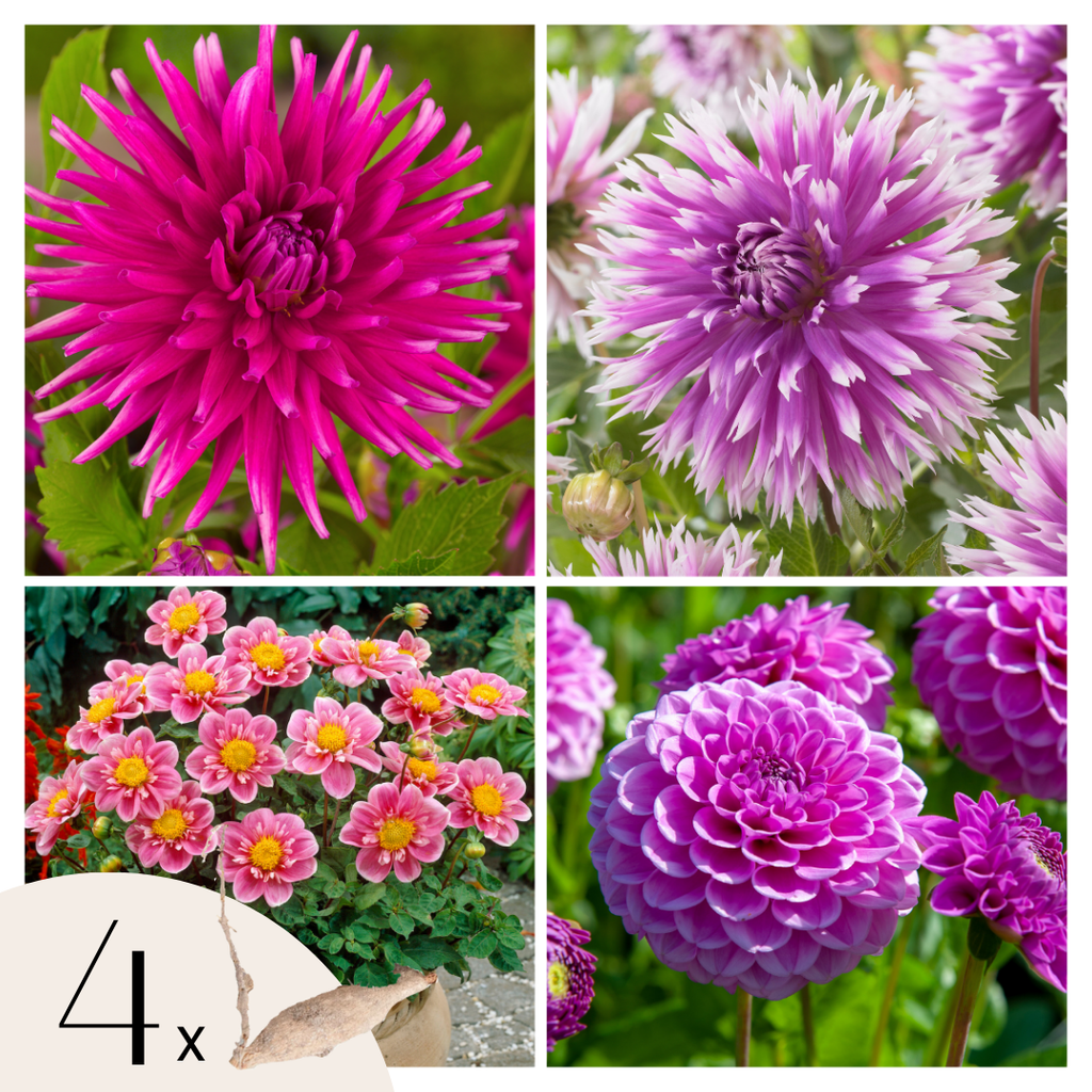 Dahlias Purple Love – Sachet De 4 Tubercules – Plante D’Extérieur