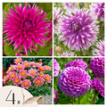 Dahlias Purple Love – Sachet De 4 Tubercules – Plante D’Extérieur