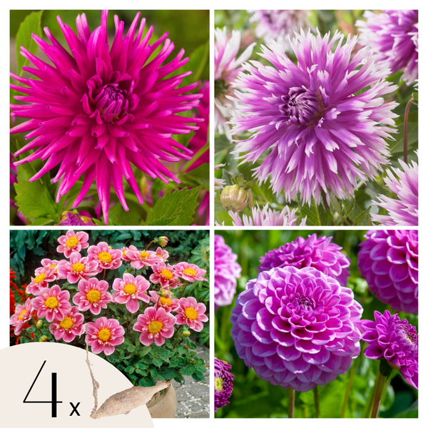 Dahlias Purple Love – Sachet De 4 Tubercules – Plante D’Extérieur