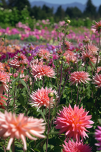 Dahlias Salmon Love – Sachet De 4 Tubercules – Plante D’Extérieur