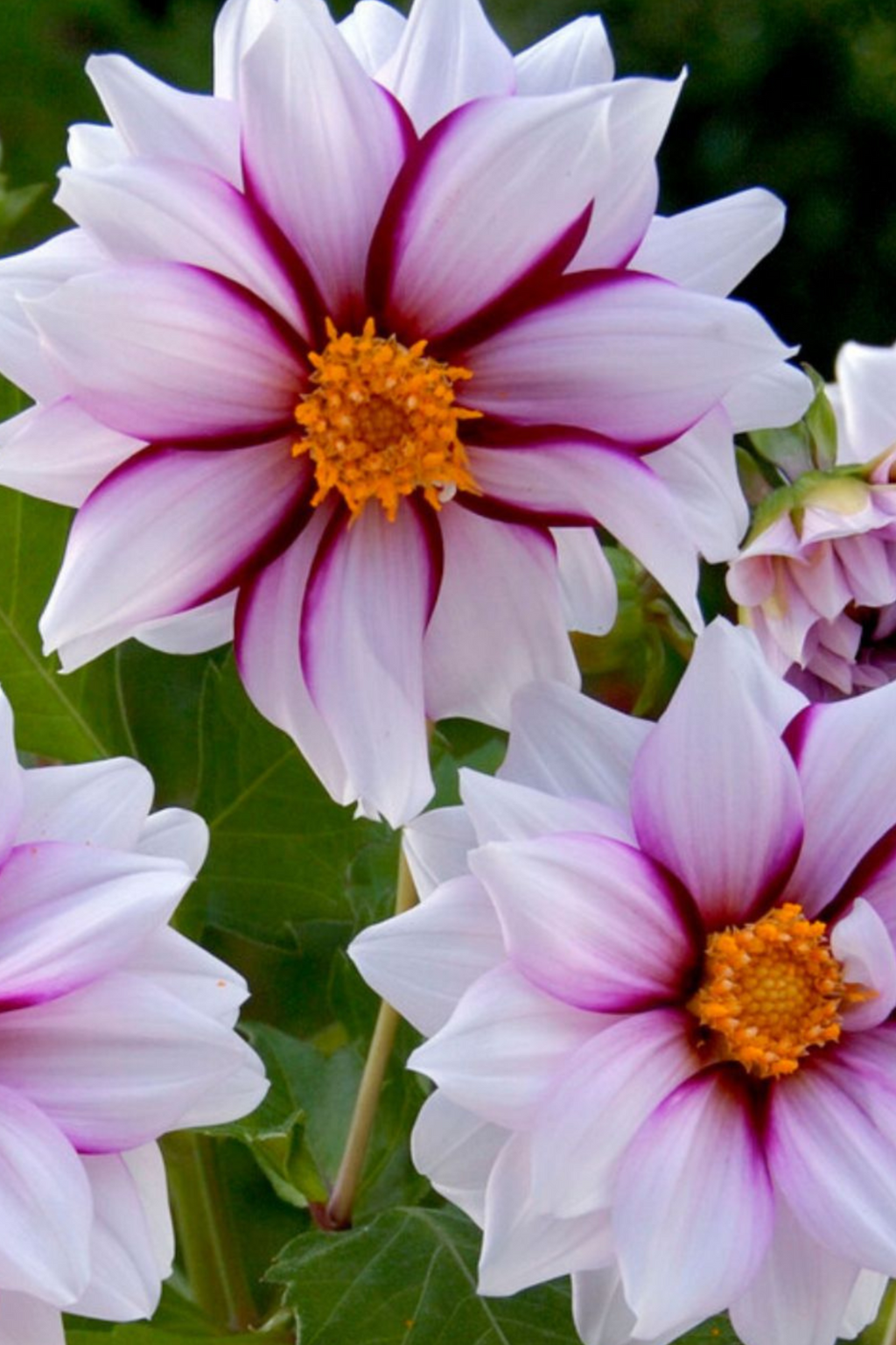 Dahlias Salmon Love – Sachet De 4 Tubercules – Plante D’Extérieur