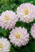 Dahlias Salmon Love – Sachet De 4 Tubercules – Plante D’Extérieur