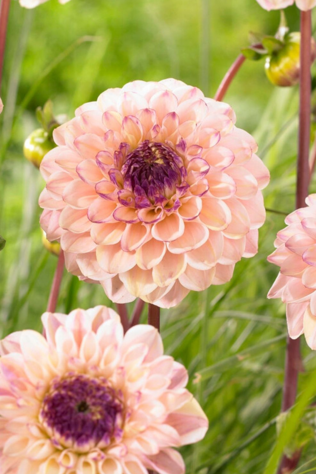 Dahlias Salmon Love – Sachet De 4 Tubercules – Plante D’Extérieur