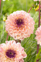 Dahlias Salmon Love – Sachet De 4 Tubercules – Plante D’Extérieur
