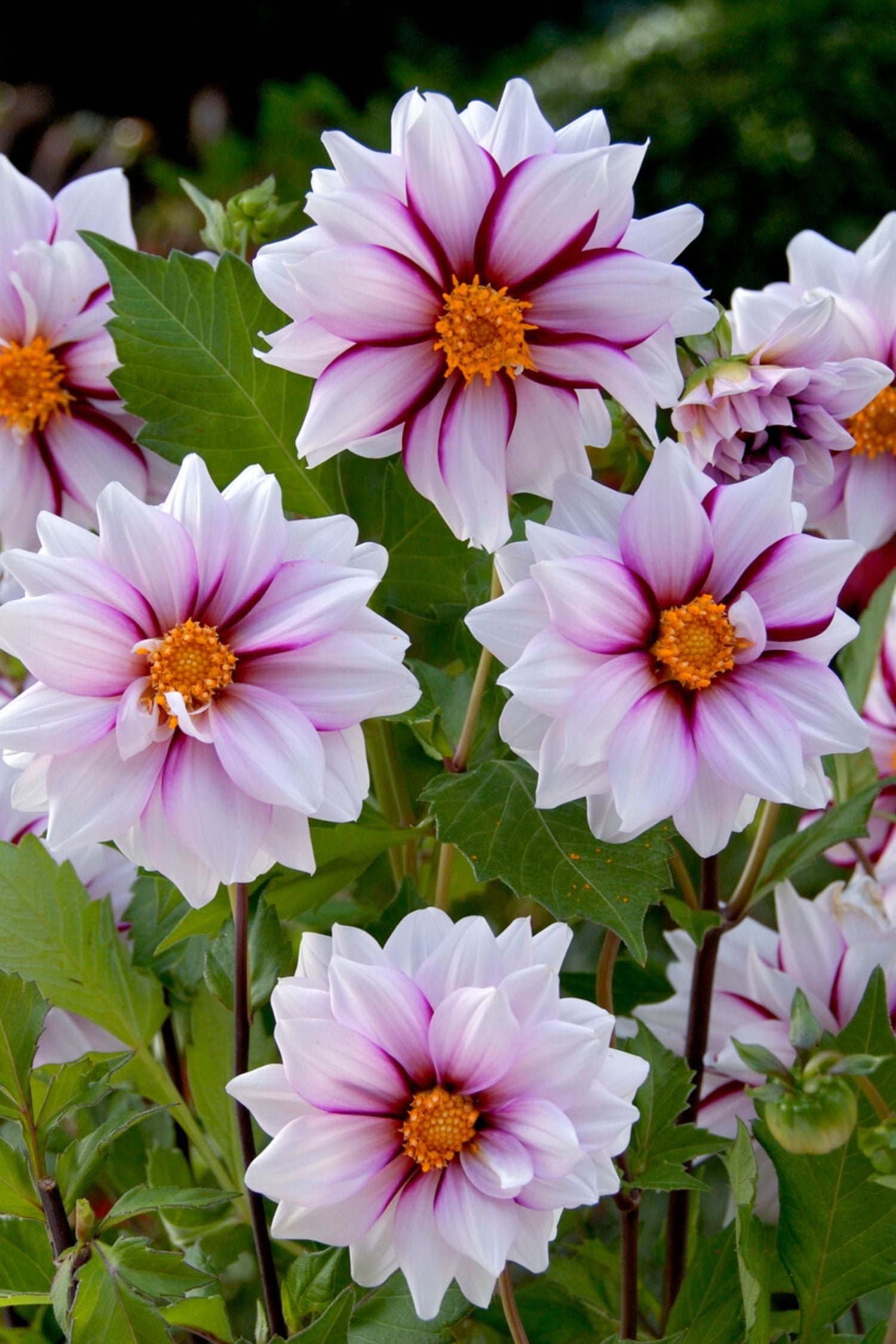 Dahlias Salmon Love – Sachet De 4 Tubercules – Plante D’Extérieur