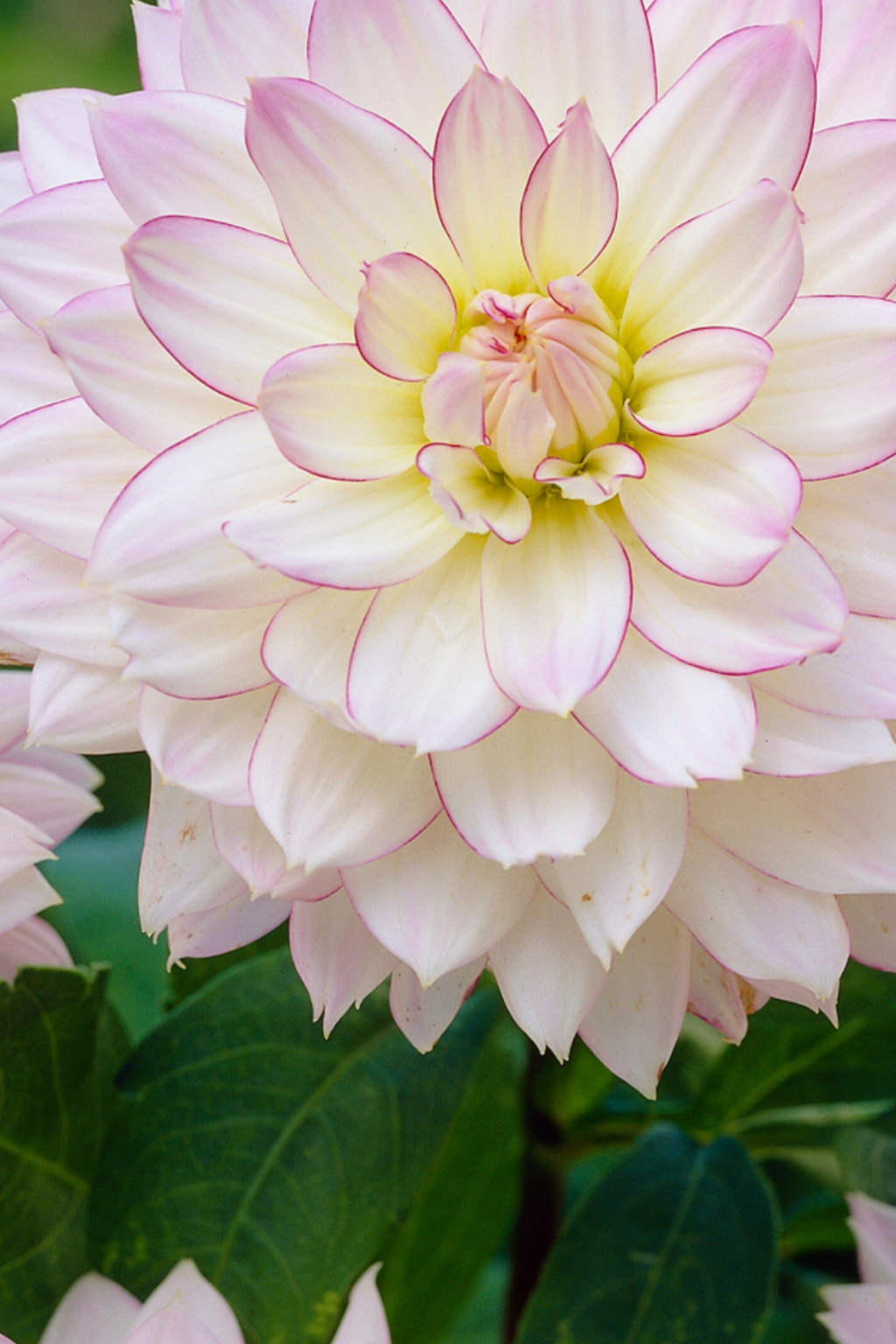 Dahlias Salmon Love – Sachet De 4 Tubercules – Plante D’Extérieur