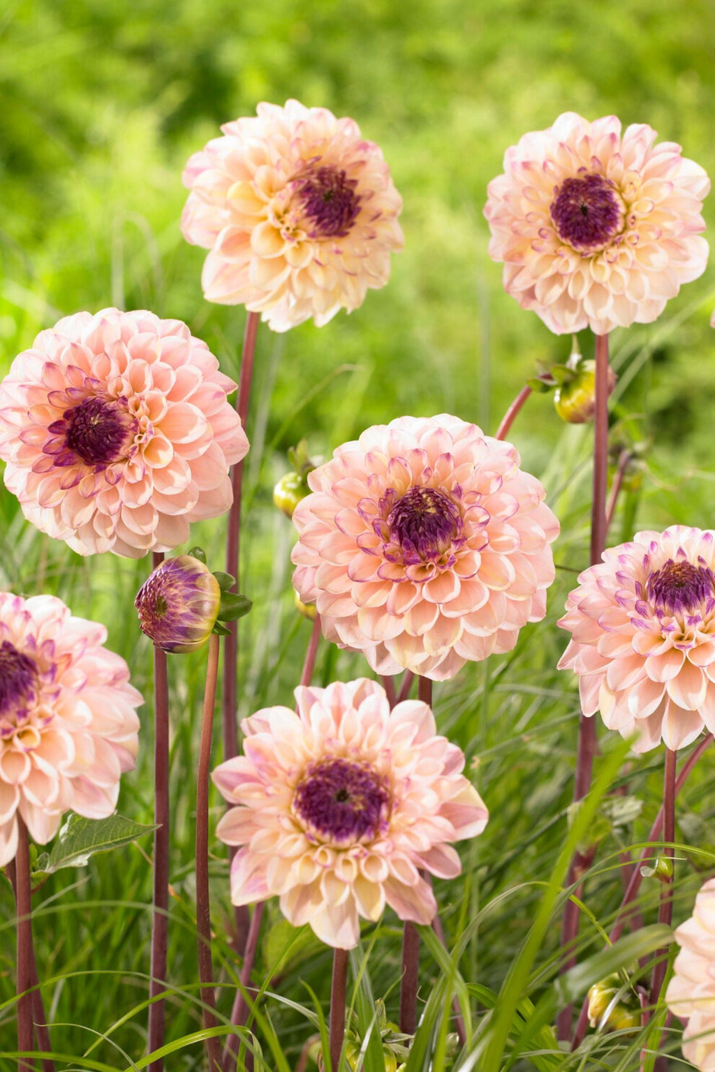 Dahlias Salmon Love – Sachet De 4 Tubercules – Plante D’Extérieur