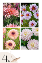 Dahlias Salmon Love – Sachet De 4 Tubercules – Plante D’Extérieur