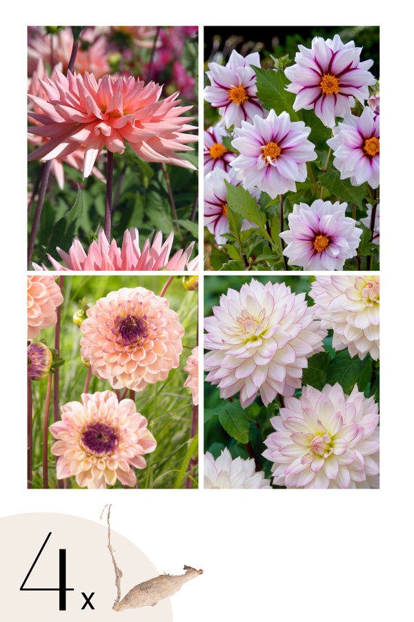 Dahlias Salmon Love – Sachet De 4 Tubercules – Plante D’Extérieur