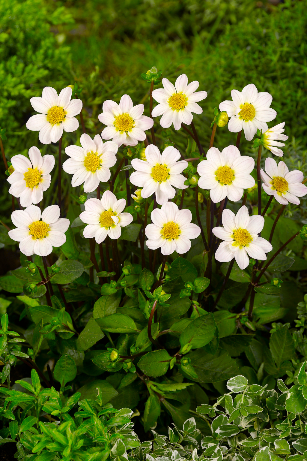 Dahlias White Love – Sachet De 4 Tubercules – Plante D’Extérieur