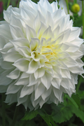Dahlias White Love – Sachet De 4 Tubercules – Plante D’Extérieur