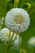 Dahlias White Love – Sachet De 4 Tubercules – Plante D’Extérieur