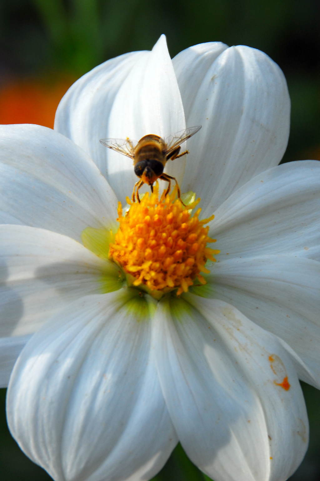 Dahlias White Love – Sachet De 4 Tubercules – Plante D’Extérieur