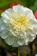 Dahlias White Love – Sachet De 4 Tubercules – Plante D’Extérieur