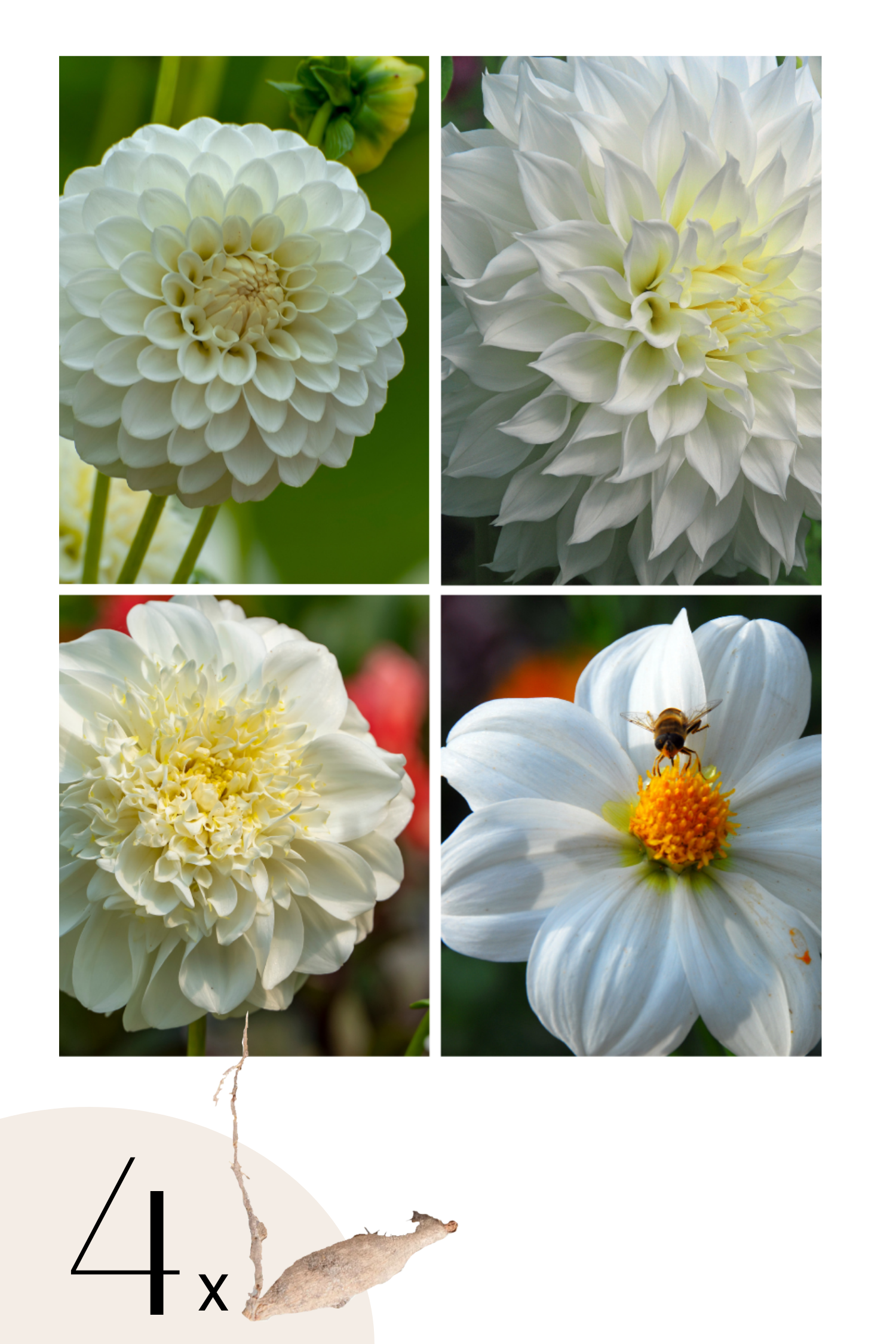 Dahlias White Love – Sachet De 4 Tubercules – Plante D’Extérieur