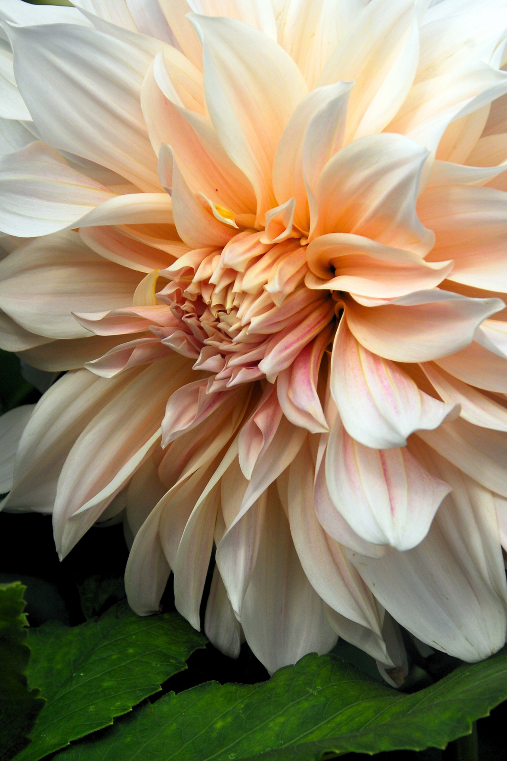 Lot De 3 Dahlias Café Au Lait Xxl – Plante D’Extérieur