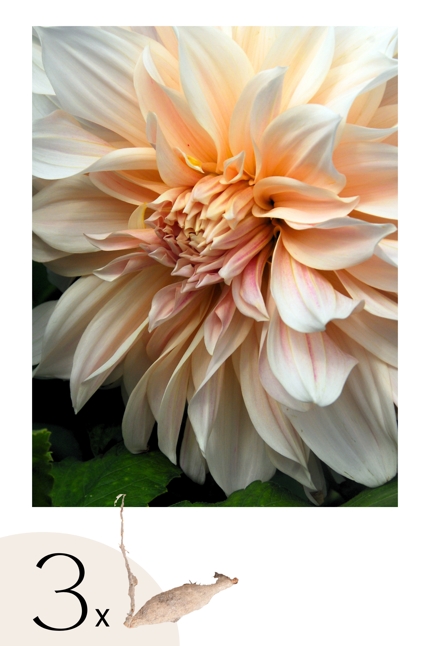 Lot De 3 Dahlias Café Au Lait Xxl – Plante D’Extérieur