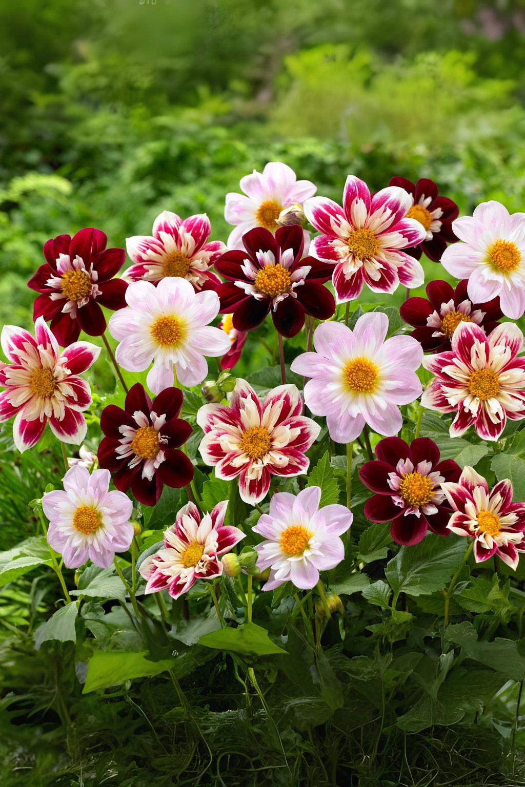 Lot De 3 Dahlias Favorite Ballet – Plante D’Extérieur