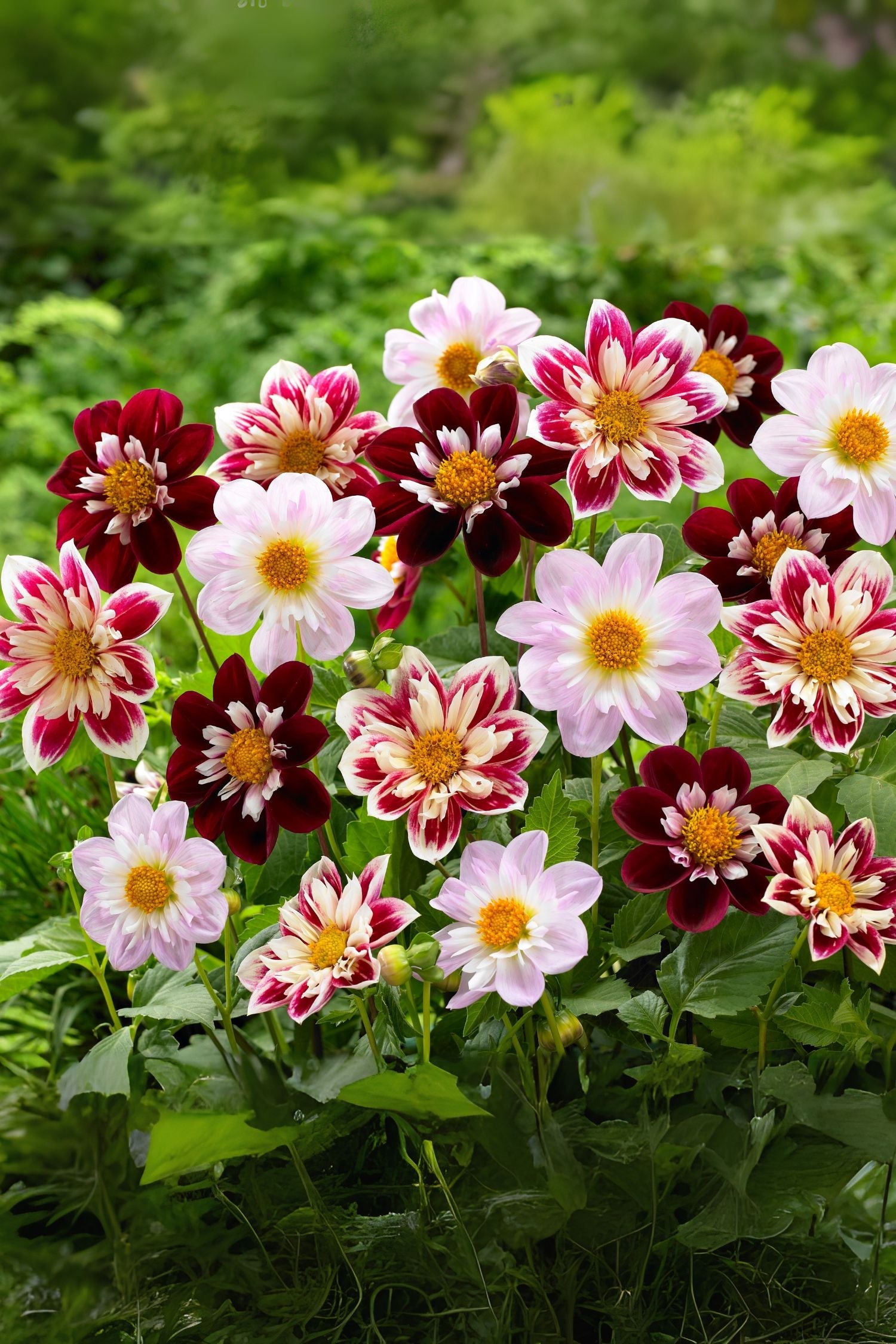Lot De 3 Dahlias Favorite Ballet – Plante D’Extérieur