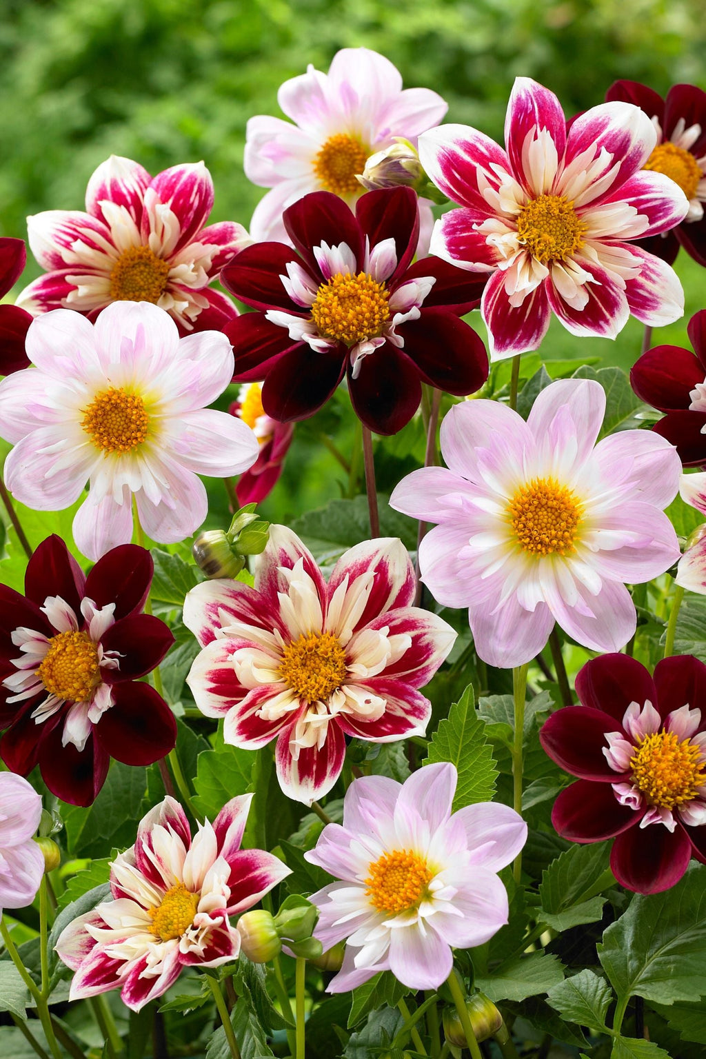 Lot De 3 Dahlias Favorite Ballet – Plante D’Extérieur