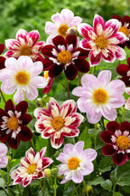 Lot De 3 Dahlias Favorite Ballet – Plante D’Extérieur