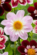 Lot De 3 Dahlias Favorite Ballet – Plante D’Extérieur