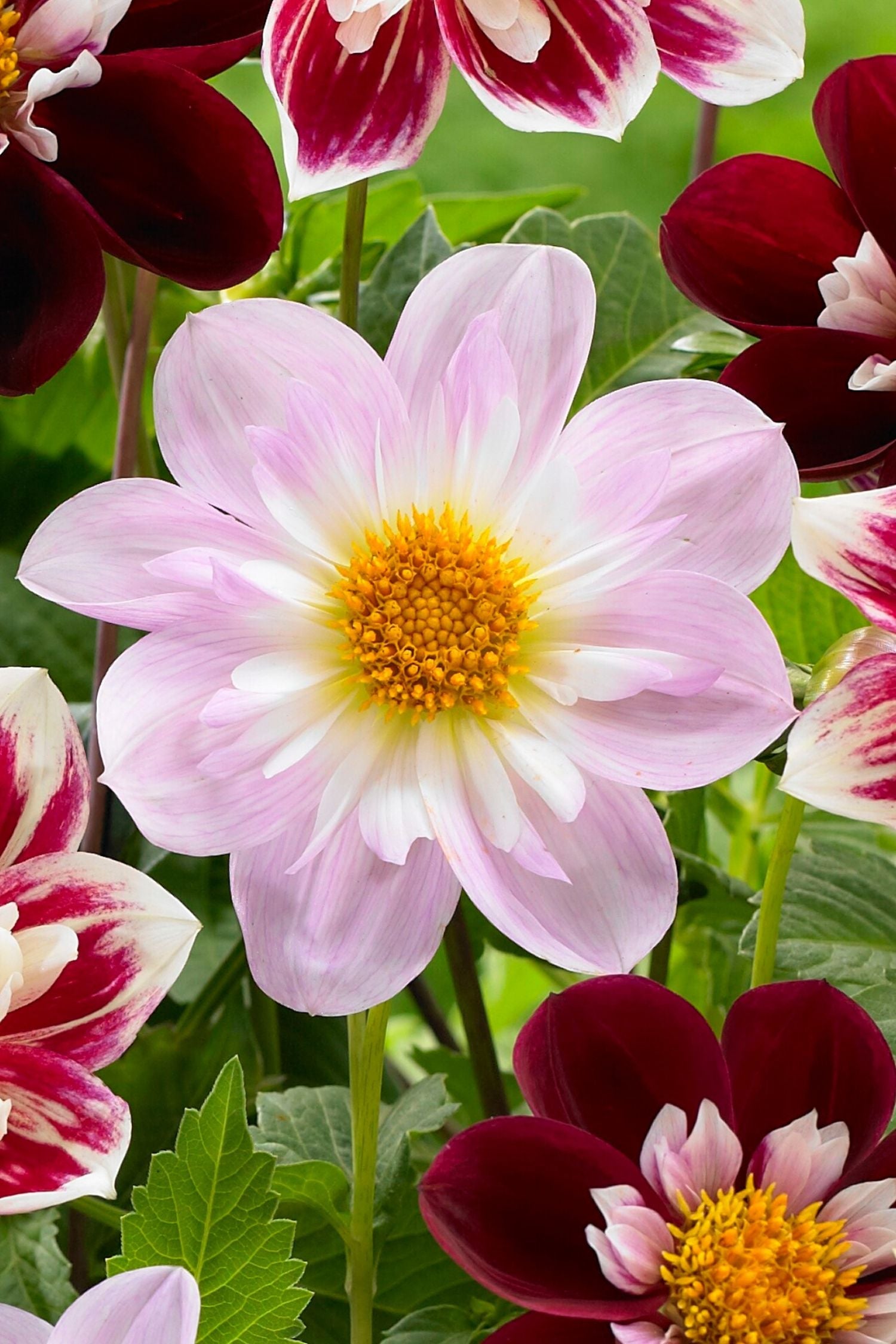 Lot De 3 Dahlias Favorite Ballet – Plante D’Extérieur